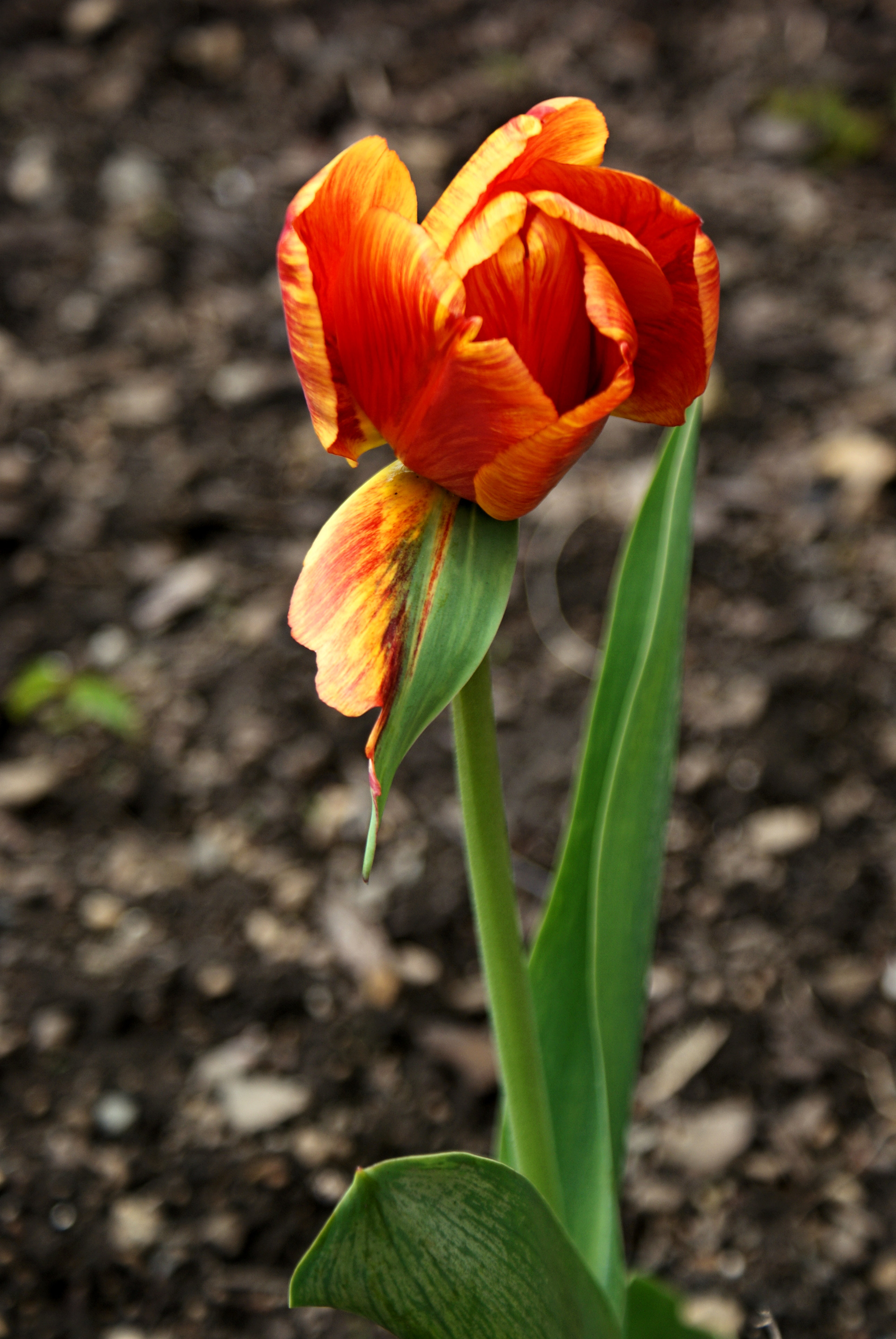 Podivný tulipán